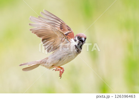 ホバリングしながらこちらを見るスズメ 126396463