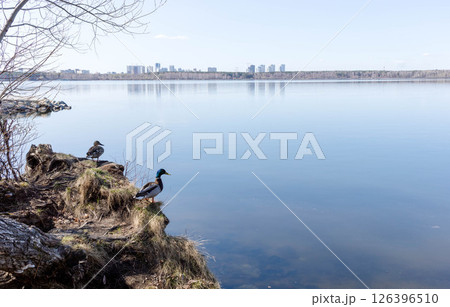 Ducks resting by calm lake with reflections of city skyline in the background and clear sky 126396510