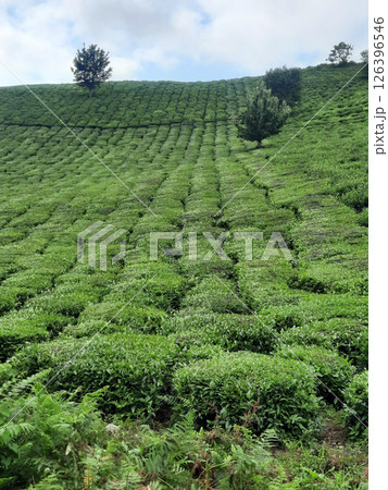 Tea garden scene with blue sky and trees Tea garden scene with blue sky and trees 126396546