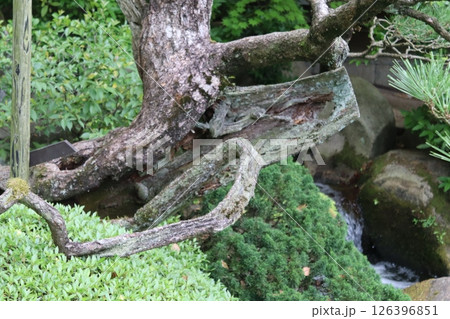 植物 126396851