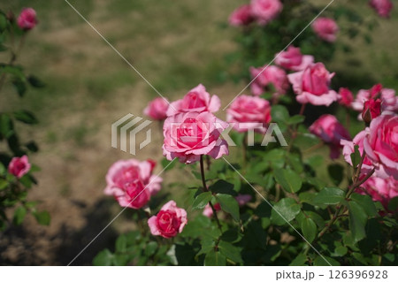 バラの花 126396928
