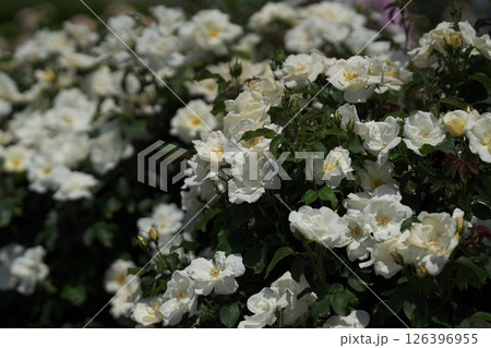 バラの花 バラの花 126396955