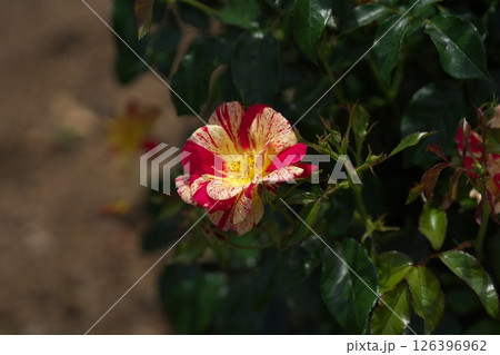 バラの花 126396962