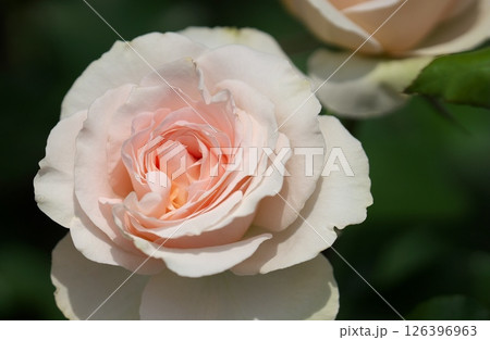 バラの花 バラの花 126396963