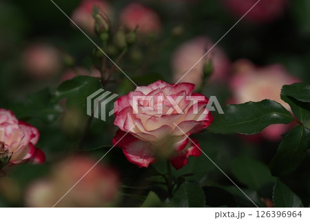 バラの花 バラの花 126396964