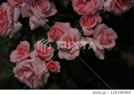 バラの花 126396969