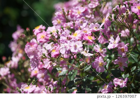 バラの花 126397007