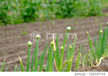 葱の蕾 126397154