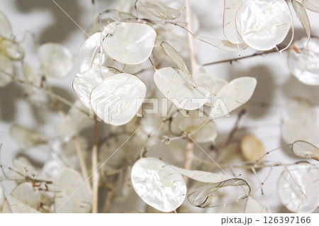 白く透け感のあるドライフラワーの葉 126397166