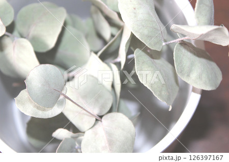 鉢にはいったドライフラワーの植物 126397167