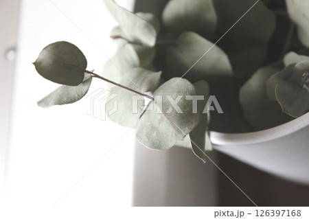 鉢にはいったドライフラワーの植物 126397168