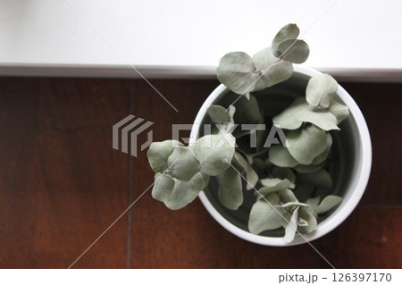 鉢にはいったドライフラワーの植物 鉢にはいったドライフラワーの植物 126397170