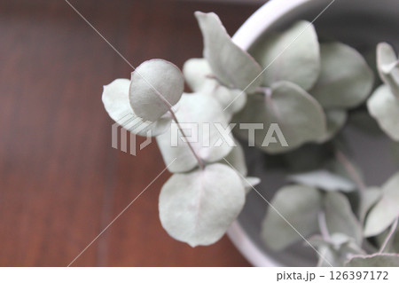 鉢にはいったドライフラワーの植物 126397172