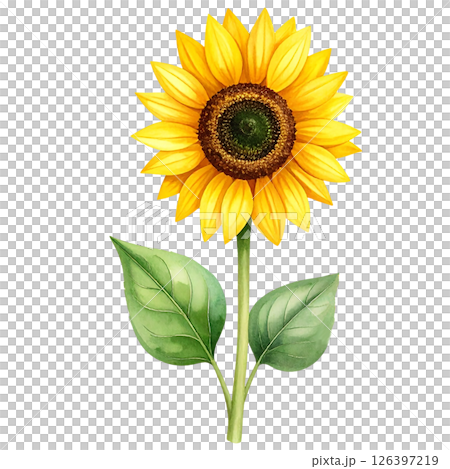 Sunflower Clipart Watercolor Joyful Natural Beauty 126397219