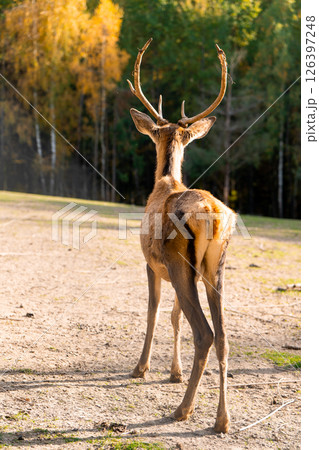 A beautiful young deer walks in the autumn forest on a sunny day. Rear view 126397248