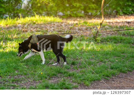 Black dog on a leash walking in a park on the grass on a sunny spring day. Pets and animals concept 126397307