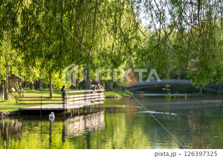 Beautiful view of a spring city park with lake, bridge and ducks. Springtime landscape. Ivano-frankivsk. Focus on the tree branches in the foreground at the top Beautiful view of a spring city park with lake, bridge and ducks. Springtime landscape. Ivano-frankivsk. Focus on the tree branches in the foreground at the top 126397325