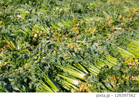 Freshly harvested celery leaves on green farm plantation in spring 126397562