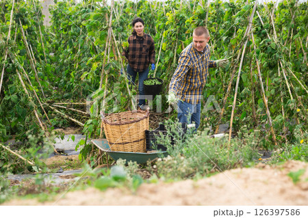 Man and woman harvesting peas or beans together in farm field 126397586