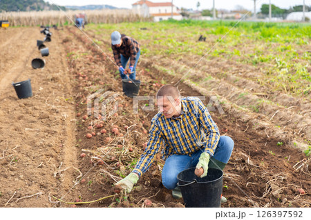 Man harvesting potatoes on a farm 126397592