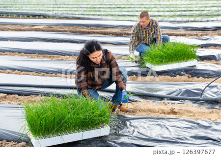 Man and woman farmers planting green onions in garden 126397677