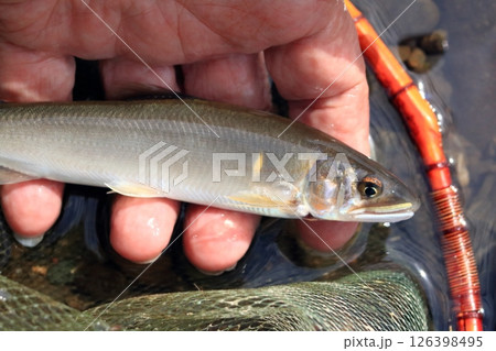 利根川で釣れたアユ 利根川で釣れたアユ 126398495