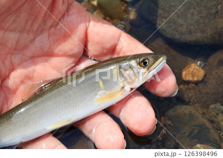 利根川で釣れたアユ  126398496