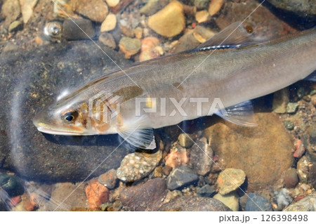 利根川で釣れたアユ  126398498