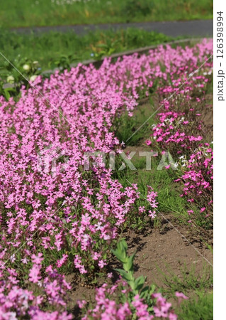春の公園に咲くピンク色のシレネ・ピンクパンサーの花 春の公園に咲くピンク色のシレネ・ピンクパンサーの花 126398994