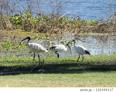 Yeppen Yeppen Lagoonのオーストラリアクロトキ オーストラリア Yeppen Yeppen Lagoonのオーストラリアクロトキ オーストラリア 126399117