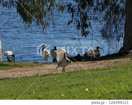 Yeppen Yeppen Lagoonのオーストラリアクロトキ　オーストラリア 126399121