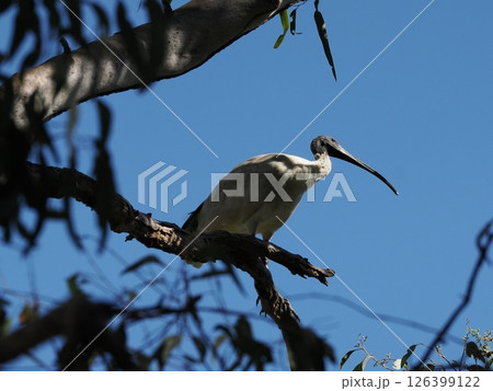 Yeppen Yeppen Lagoonの木にとまるオーストラリアクロトキ 126399122