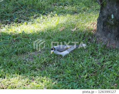 木の根元を歩くミツスイ　ロックハンプトン　オーストラリア 126399127