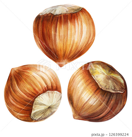 ealistic watercolor hazelnuts group of three handpainted brown nuts isolated on white healthy natural snack food design ealistic watercolor hazelnuts group of three handpainted brown nuts isolated on white healthy natural snack food design 126399224