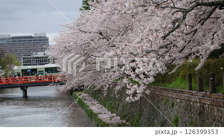 日本の桜並木 126399353