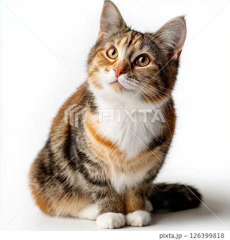 見上げるメヌエット猫 126399818