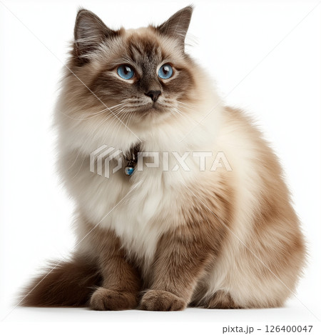 ラグドール猫 126400047