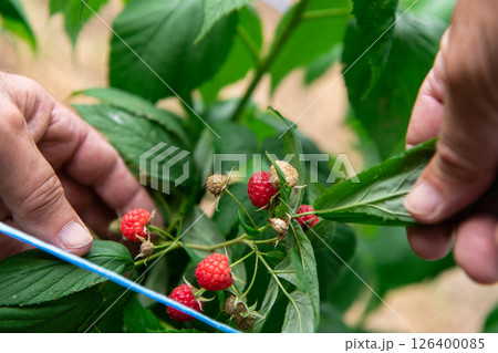 Hand Picking Fresh, Ripe Raspberries in a Sunlit Garden. 126400085