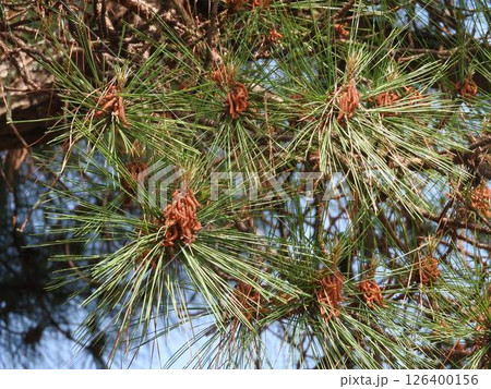 テーダ松の花 テーダ松の花 126400156