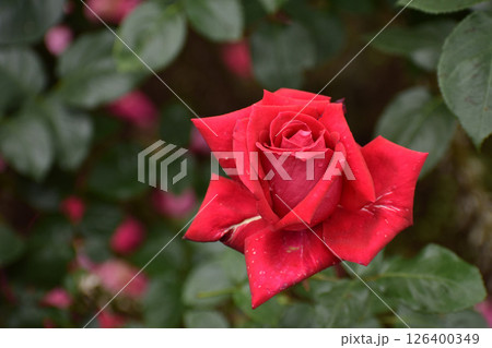 真っ赤な秋のバラ 真っ赤な秋のバラ 126400349