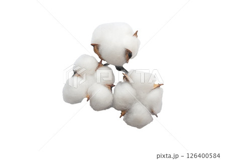 Cotton flower branch isolated on white background. Top view. 126400584