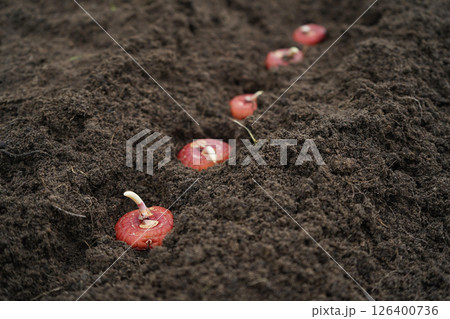 planting a gladiolus bulb or corm in a mixborder in a garden plot. Seasonal work on planting seedlings of flowers in landscaping near a country house. Farmer hands in gloves plant gladioli. 126400736
