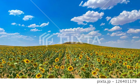 スペイン ブルゴス州レルマ近郊のひまわり畑 スペイン ブルゴス州レルマ近郊のひまわり畑 126401179