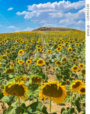 スペイン　ブルゴス州レルマ近郊のひまわり畑 126401180