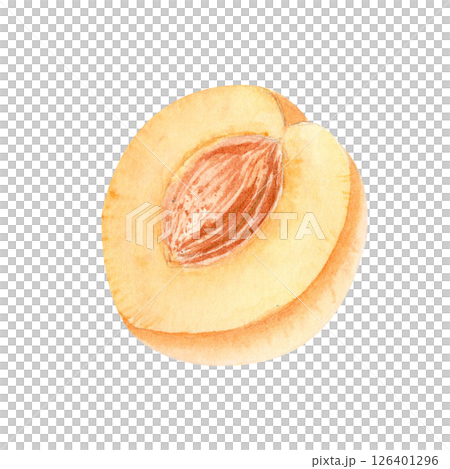 A fresh apricot cut in half with visible seed watercolor illustration. Hand-painted fruit design on white background, ideal for eco-friendly packaging, healthy food branding, and summer product labels A fresh apricot cut in half with visible seed watercolor illustration. Hand-painted fruit design on white background, ideal for eco-friendly packaging, healthy food branding, and summer product labels 126401296