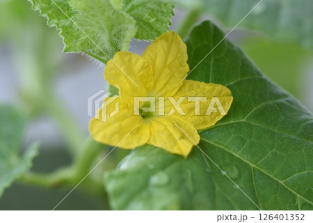 メロンの花 メロンの花 126401352