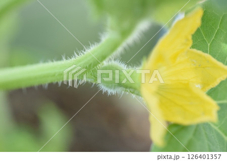 メロンの赤ちゃん 126401357