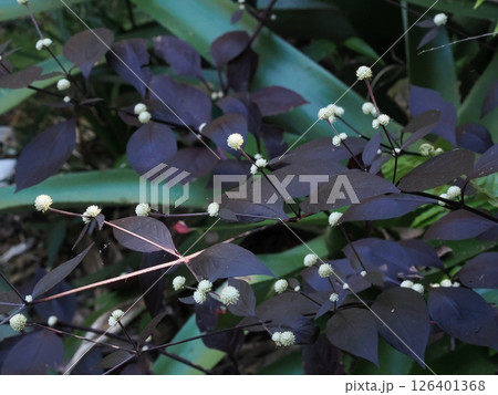 Bridal Veil Plant　白い花と紫の葉　ロックハンプトン　オーストラリア 126401368