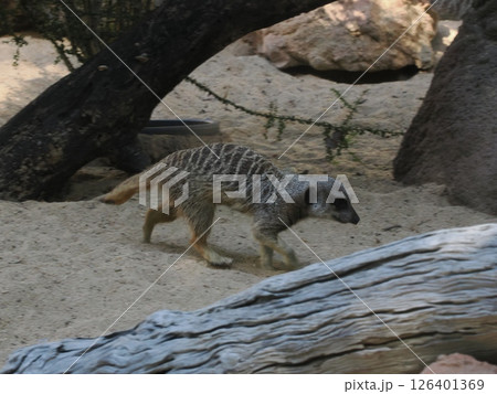 Rockhampton Zoo のミーアキャット　ロックハンプトン　オーストラリア 126401369