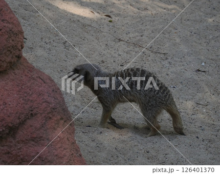 Rockhampton Zoo のミーアキャット　ロックハンプトン　オーストラリア 126401370